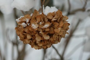 ogród zimą - hortensja